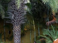 Summer Green Georgette Lehenga With Multi Color Thread Zari Sequins Embroidery Work